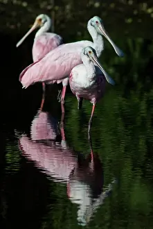 Spoonbill: Roseate Spoonbill