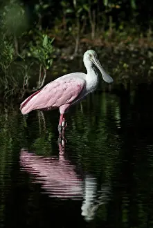 Spoonbill: Roseate Spoonbill