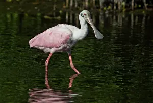 Spoonbill: Roseate Spoonbill