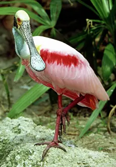 Roseate: Roseate Spoonbill adult in breeding plumage