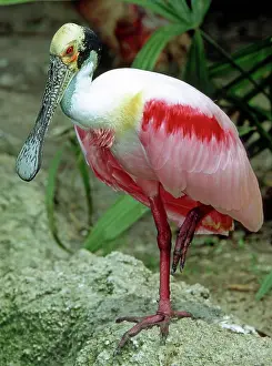 Roseate: Roseate Spoonbill adult in breeding plumage