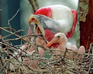 Roseate: Roseate Spoonbill adult feeding young