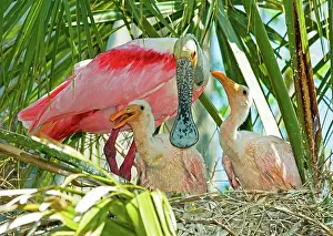 Ajaia: Roseate Spoonbill Adult and Nestlings
