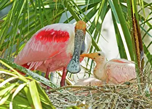 Ajaia: Roseate Spoonbill Adult and Nestlings