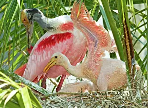 Ajaia: Roseate Spoonbill Adult and Nestlings