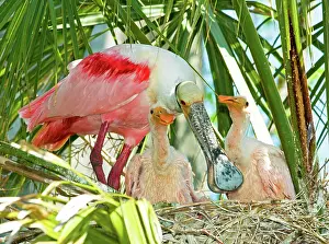 Ajaia: Roseate Spoonbill Adult and Nestlings