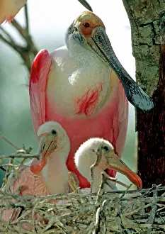Roseate: Roseate Spoonbill adult with young in nest