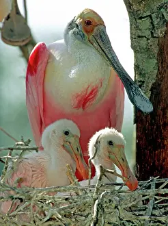 Roseate: Roseate Spoonbill adult with young in nest