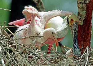 Roseate: Roseate Spoonbill adult with young in nest