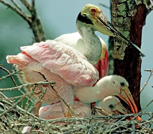 Roseate: Roseate Spoonbill adult with young in nest