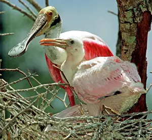 Roseate: Roseate Spoonbill adult with young in nest