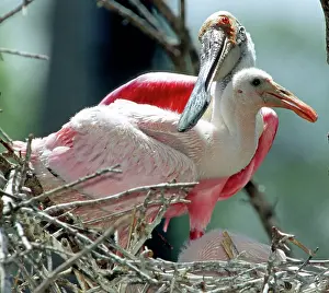 Roseate: Roseate Spoonbill adult with young in nest