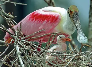 Roseate: Roseate Spoonbill adult with young in nest