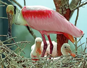 Roseate: Roseate Spoonbill adult with young in nest