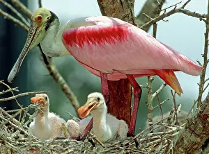 Roseate: Roseate Spoonbill adult with young in nest