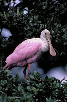Bills: Roseate Spoonbill (Ajaia ajaja)