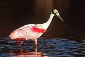 Roseate: Roseate Spoonbill (Ajaja ajaja)