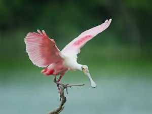 Spoonbill: Roseate spoonbill balancing act, Smith Oaks Sanctuary