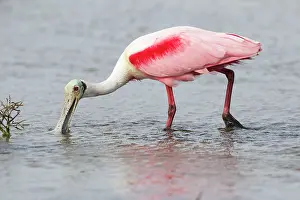 Spoonbill: Roseate Spoonbill - breeding plumage and feeding