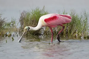 Spoonbill: Roseate Spoonbill - breeding plumage and feeding