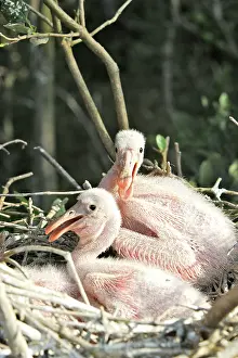 Ajaia: Roseate Spoonbill - two chicks