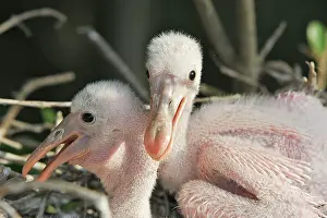Ajaia: Roseate Spoonbill - two chicks