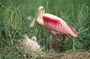 Spoonbills: Roseate Spoonbill with chicks