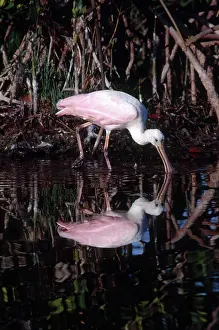 Ajaia: Roseate Spoonbill Feeding