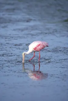 Ajaia: Roseate Spoonbill Feeding
