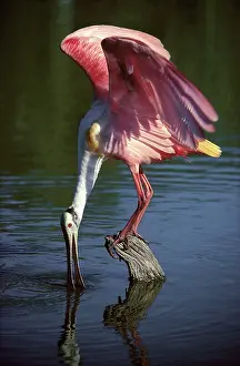 Spoonbills: Roseate Spoonbill Feeding