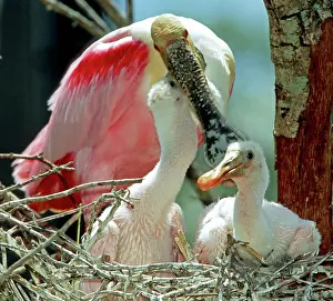 Merritt: Roseate Spoonbill feeding young
