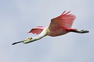 Ajaia: Roseate Spoonbill - in flight