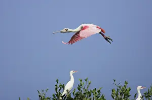 Ajaia: Roseate Spoonbill - in flight
