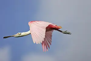 Ajaia: Roseate Spoonbill - in flight