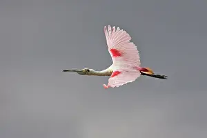 Ajaia: Roseate Spoonbill - in flight