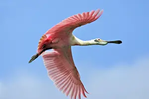 Ajaia: Roseate Spoonbill - in flight
