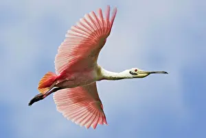 Ajaia: Roseate Spoonbill - in flight