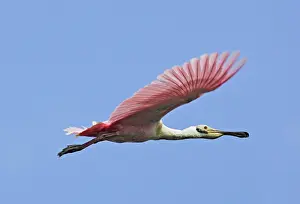 Ajaia: Roseate Spoonbill - in flight