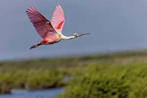 Merritt Island National Wildlif: Roseate spoonbill in flight, Merritt Island National
