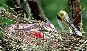 Roseate: Roseate Spoonbill incubating eggs