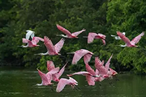 Spoonbills: Roseate Spoonbill, Los Llanos, Colombia
