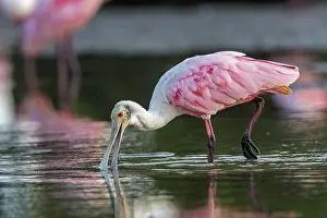 Spoonbills: Roseate Spoonbill, Los Llanos, Colombia
