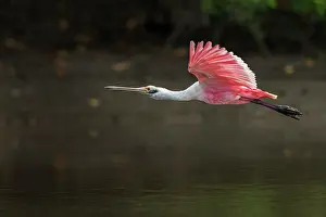 Spoonbills: Roseate Spoonbill, Los Llanos, Colombia