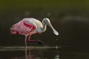 Spoonbills: Roseate Spoonbill, Los Llanos, Colombia