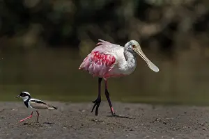 Spoonbills: Roseate Spoonbill, Los Llanos, Colombia