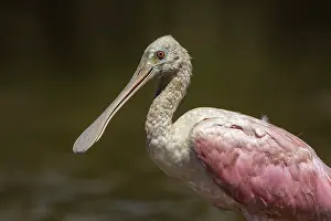 Spoonbills: Roseate Spoonbill, Los Llanos, Colombia