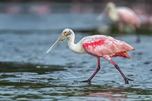 Spoonbills: Roseate Spoonbill, Los Llanos, Colombia