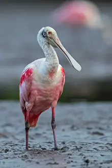 Spoonbills: Roseate Spoonbill, Los Llanos, Colombia