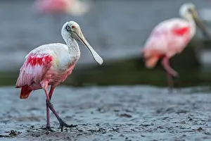 Spoonbills: Roseate Spoonbill, Los Llanos, Colombia