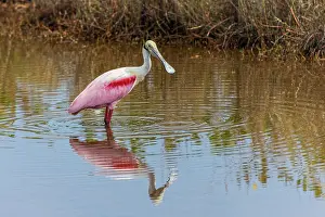 Merritt Island National Wildlif: Roseate spoonbill, Merritt Island National Wildlife Refuge